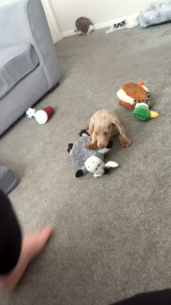 Dachshund dogs for sale: Bruno dachshund looking for his furever home  in Stafford - Video 2