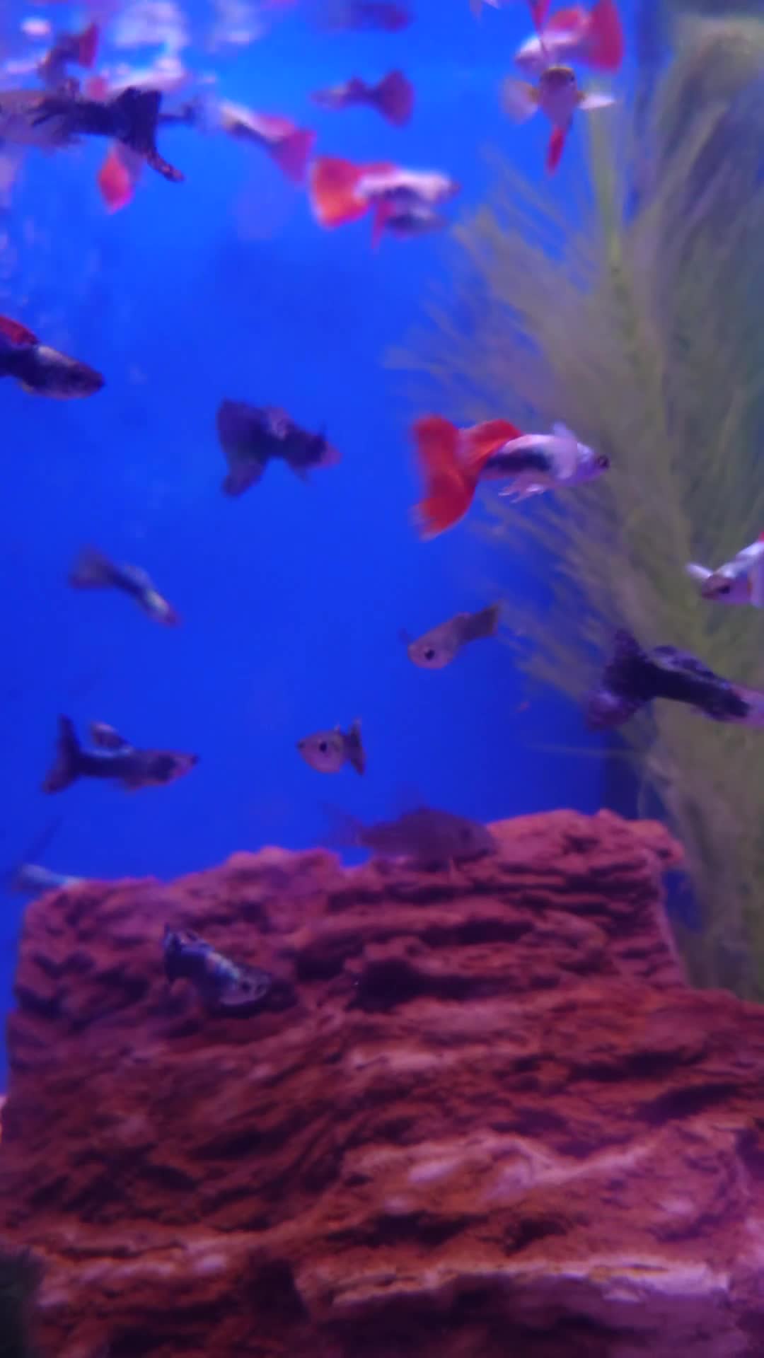 Other/Mixed Breed fish for sale: Fish Stock List - Updated Regularly  - Video 5