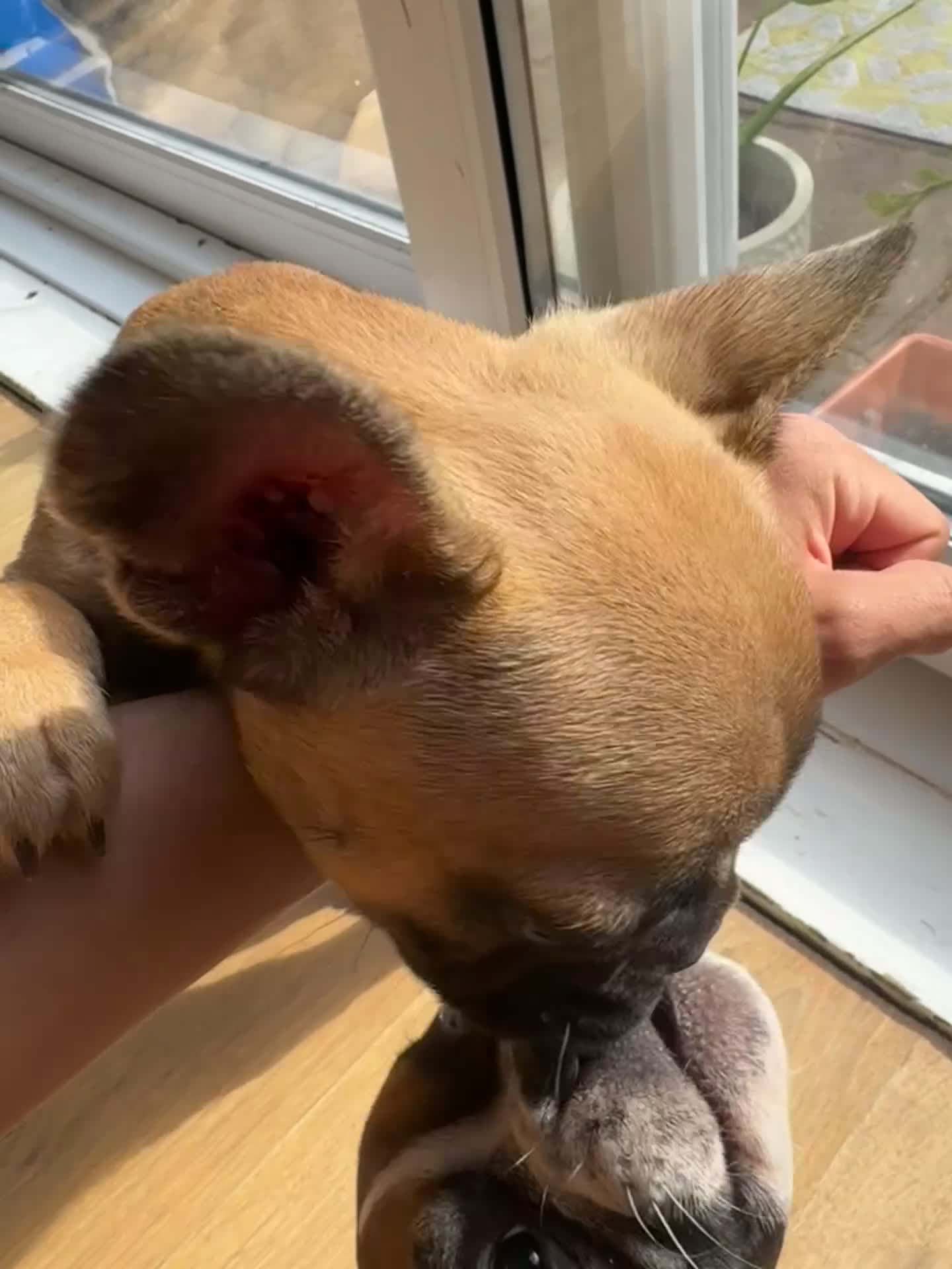 French Bulldog dogs for sale: French bull dogs  in Epsom - Video 1