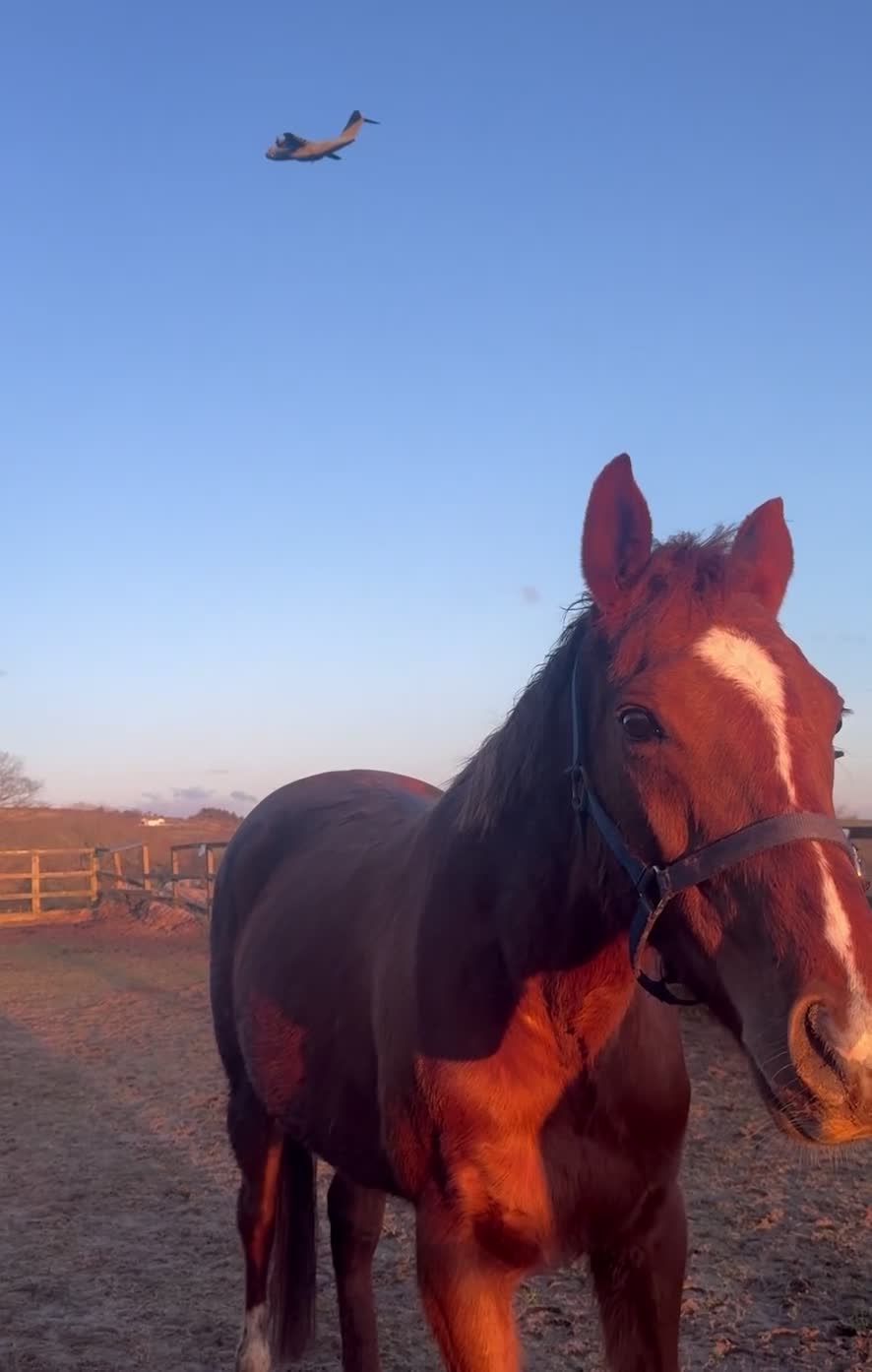 English Thoroughbred horses for sale: Lovely TB Chesnut Mare 2020 - Video 1
