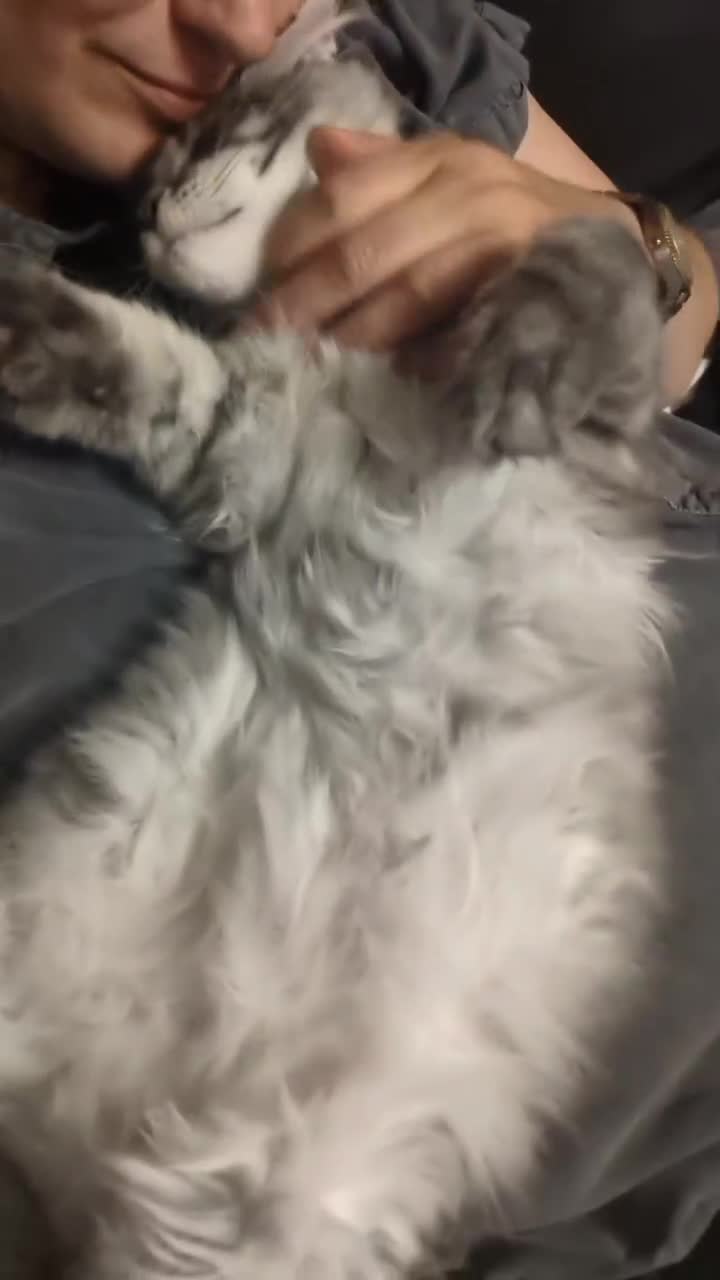 Maine Coon cats for sale:  LAST Black Smoke Maine coon girl available  - Video 1