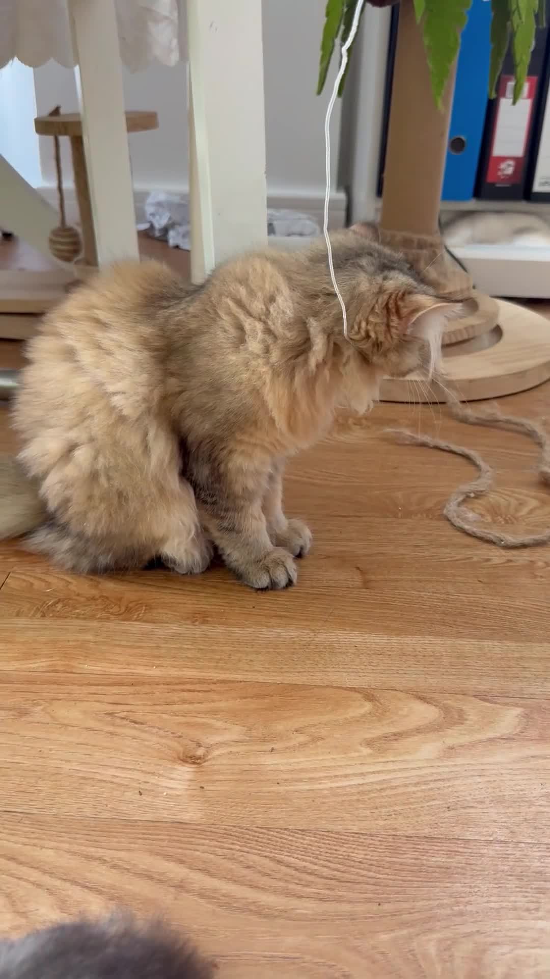 British Longhair cats for sale: British Longhair Kittens only 2 left - Video 2