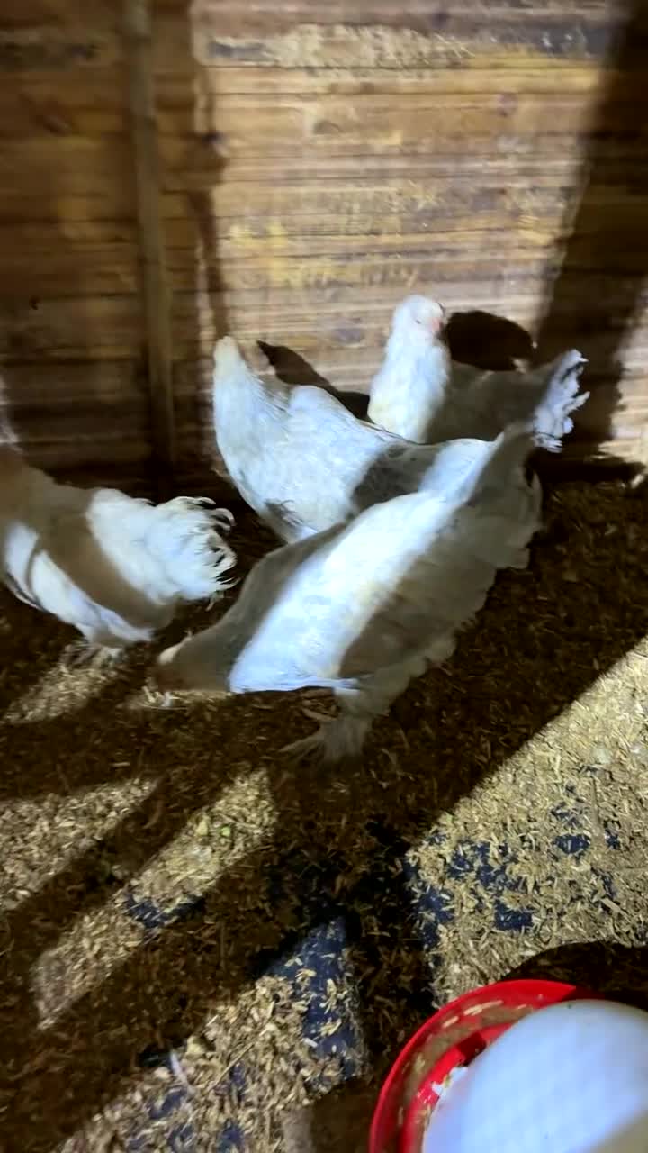 Chickens poultry for sale: Isbella Brahma  - Video 1