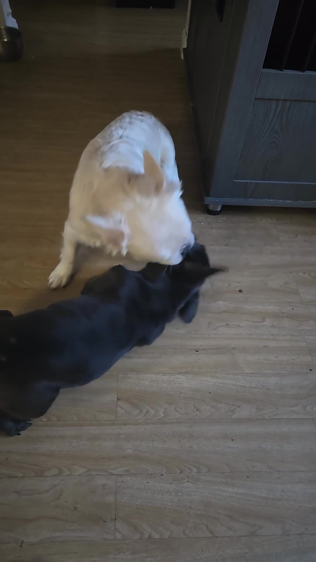 French Bulldog dogs for sale: Fluffy french bulldog - Video 1