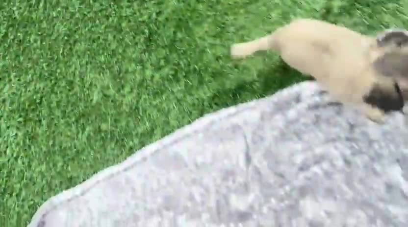 Chihuahua dogs for sale: Long haired chihuahua Only boy left. - Video 1