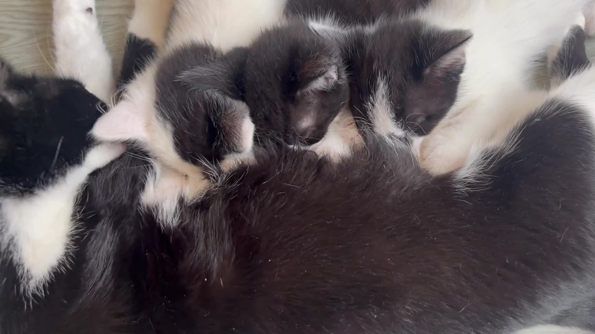 Mixed Breed cats for sale: Mixed breed kittens  - Video 1
