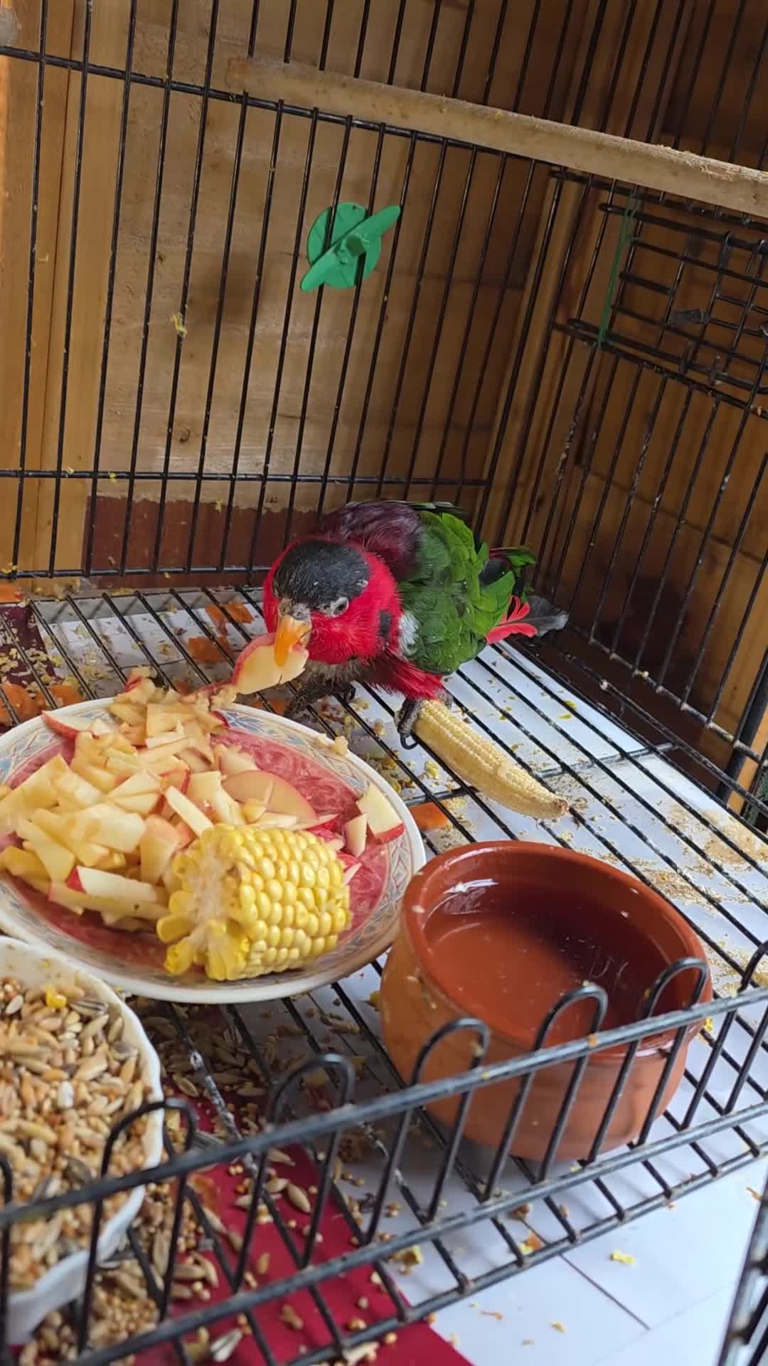 Lorikeets birds for sale: Lorikeet in Glasgow - Video 1