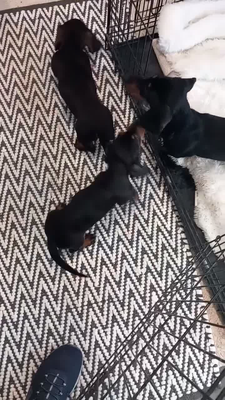 Dachshund dogs for sale: Dashound - Video 1