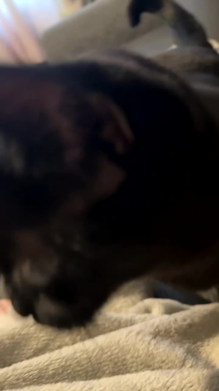 British Shorthair cats for sale: Beautiful female cat - Video 3