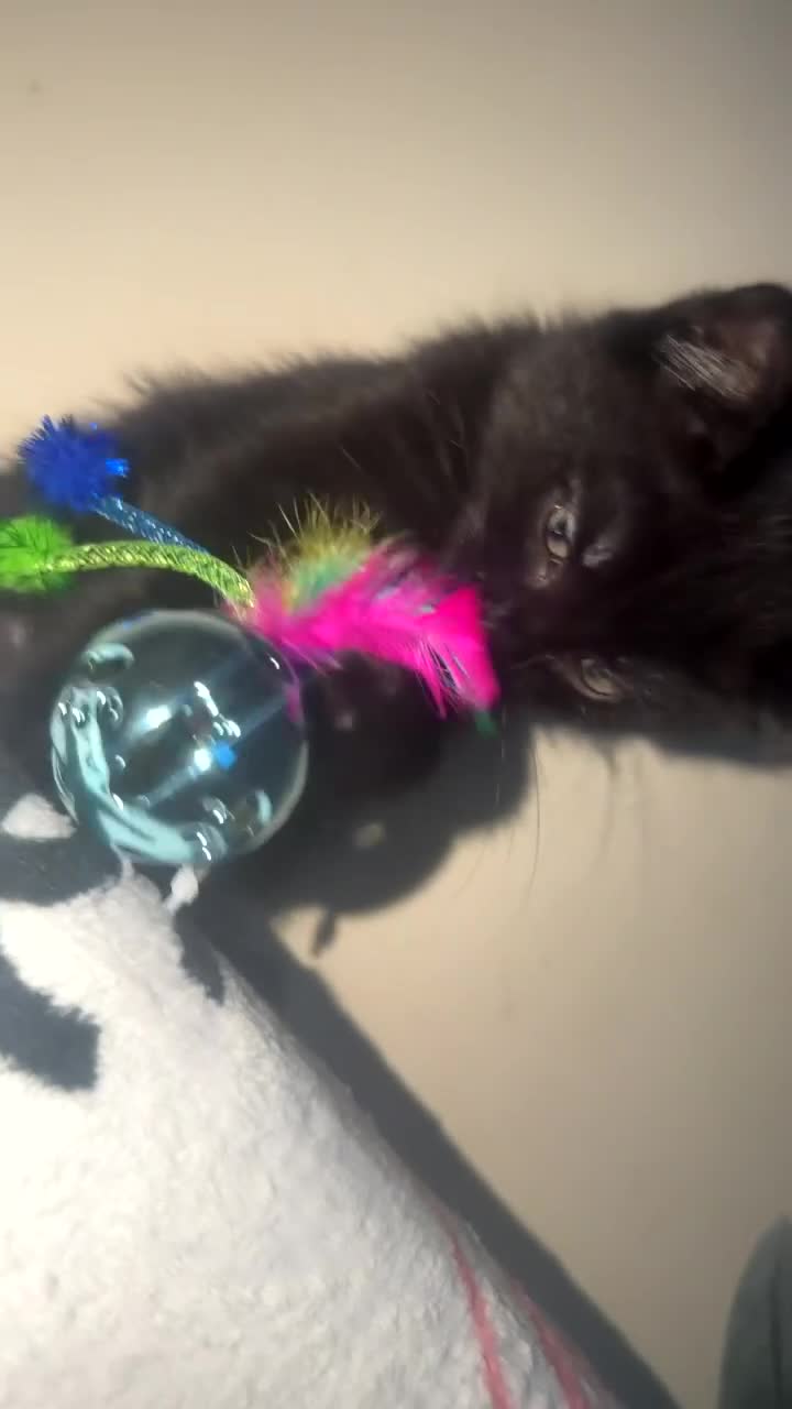 Domestic Shorthair cats for sale: Shadow, black domestic short hair  in Southampton - Video 3