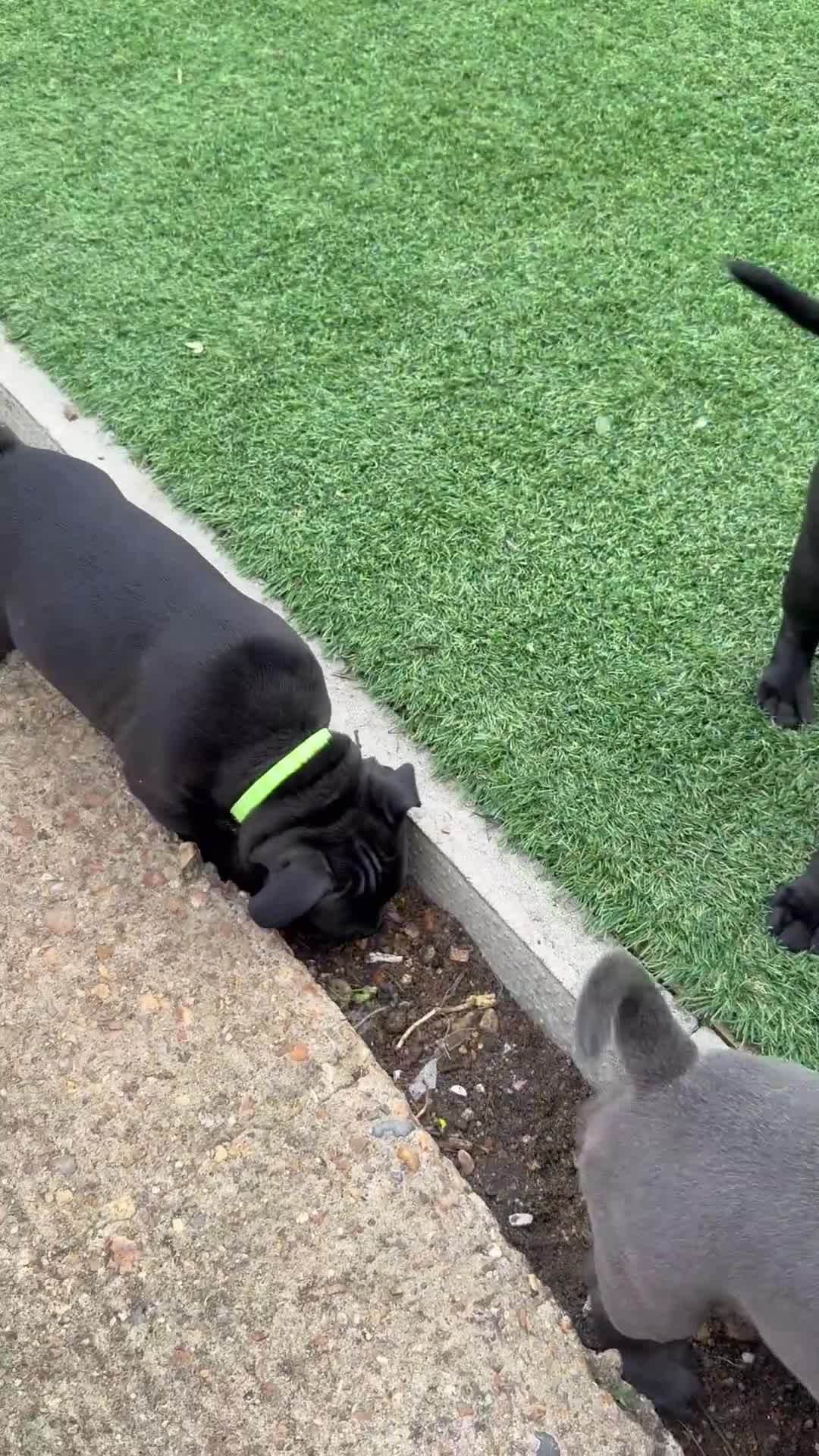 Staffordshire Bull Terrier dogs for sale: Stunning Staffordshire Bull Terrier pups   in Farnborough - Video 1