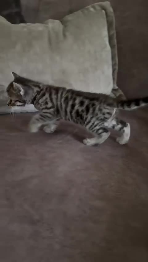 Bengal cats for sale: 2 female half bengal kittens - Video 1