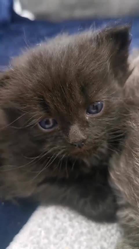 Siberian cats for sale: Registered Siberian Kittens  - Video 5