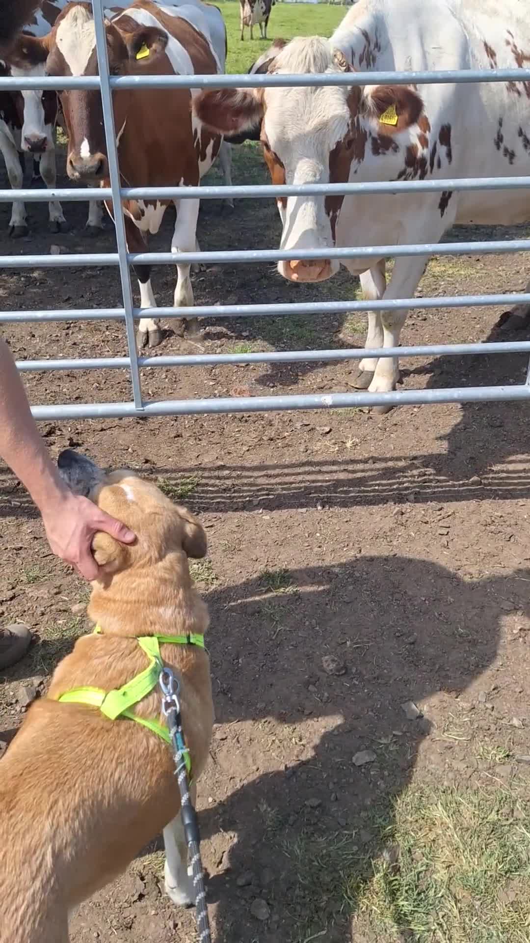 Mixed Breed dogs for sale: Foster or Forever Home for Beautiful Sanchez - Video 2