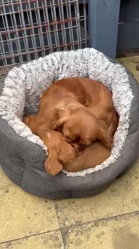 Cavalier King Charles Spaniel dogs for sale: Cavalier King Charles Spaniel puppies ready now - Video 1