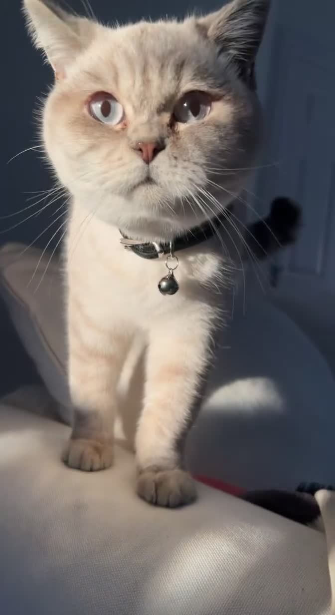 British Shorthair cats for sale: Lilac Point BSH Girl - Video 3