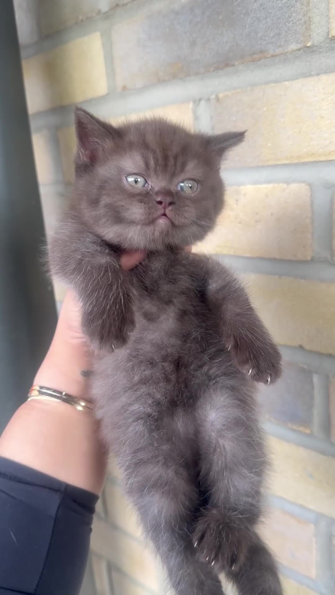 British Shorthair cats for sale: British rainbow shorthair kittens - Video 4