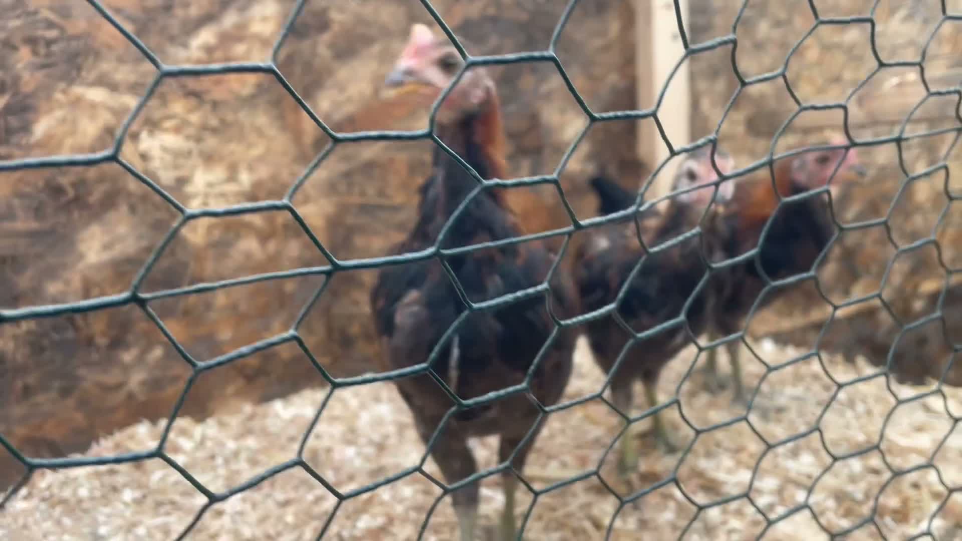 Chickens poultry for sale: Old English game breeding psirs - Video 2