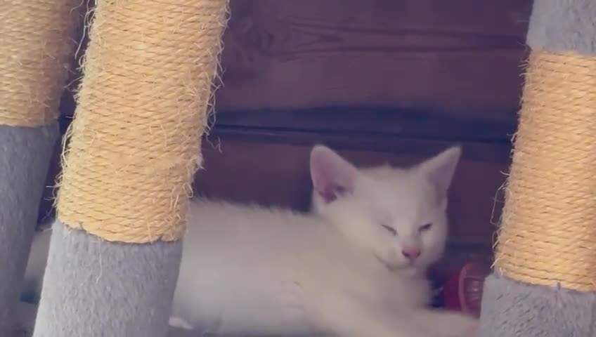 British Shorthair cats for sale: Adorable Kittens! - Video 2