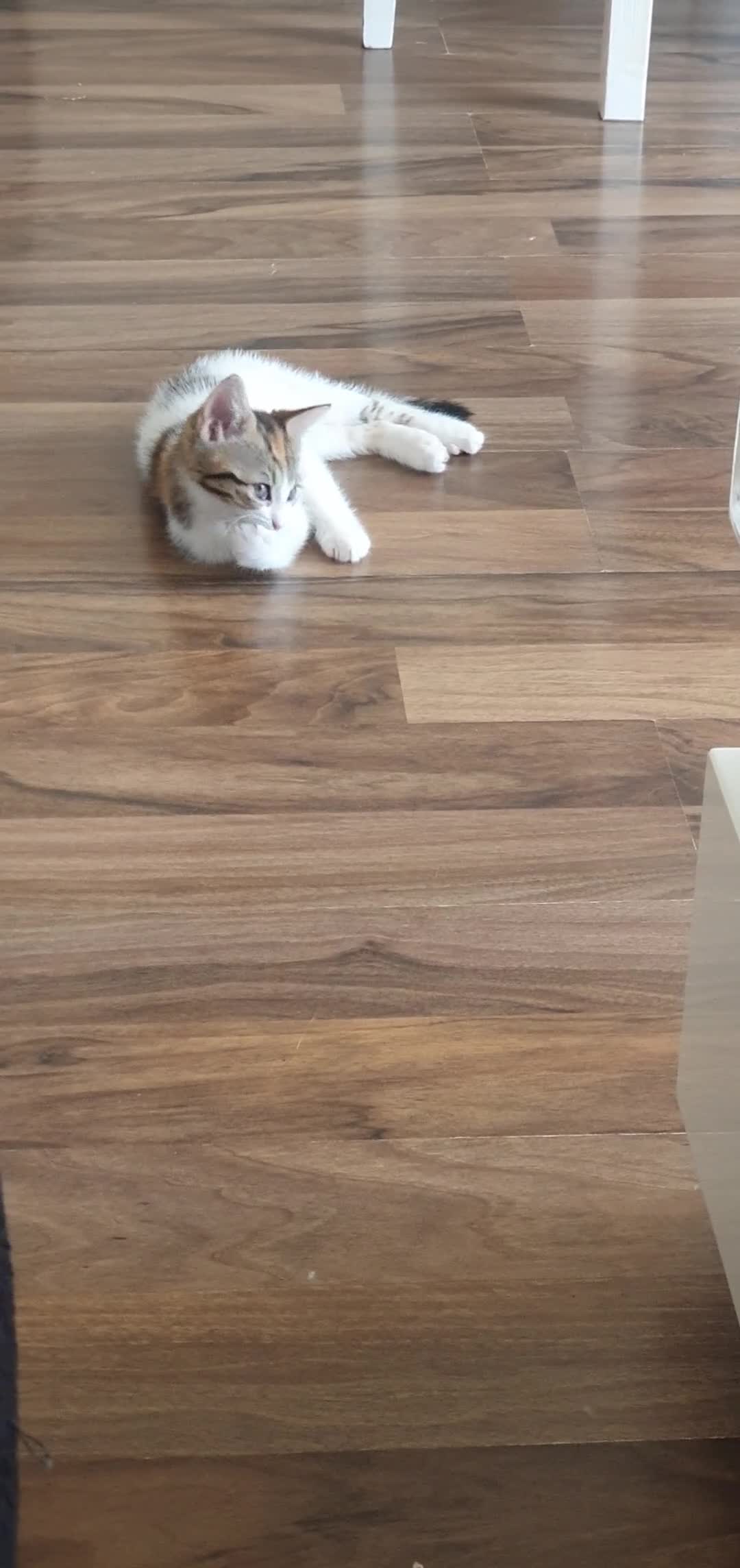 Mixed Breed cats for sale: 3 BEAUTIFUL KITTENS 😸 LOOKING FOR FOREVER HOME   - Video 4