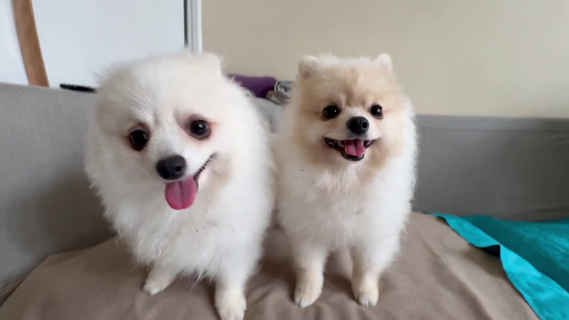 Pomeranian dogs for sale: Pure breed Pomeranian boy and girls  in London - Video 4