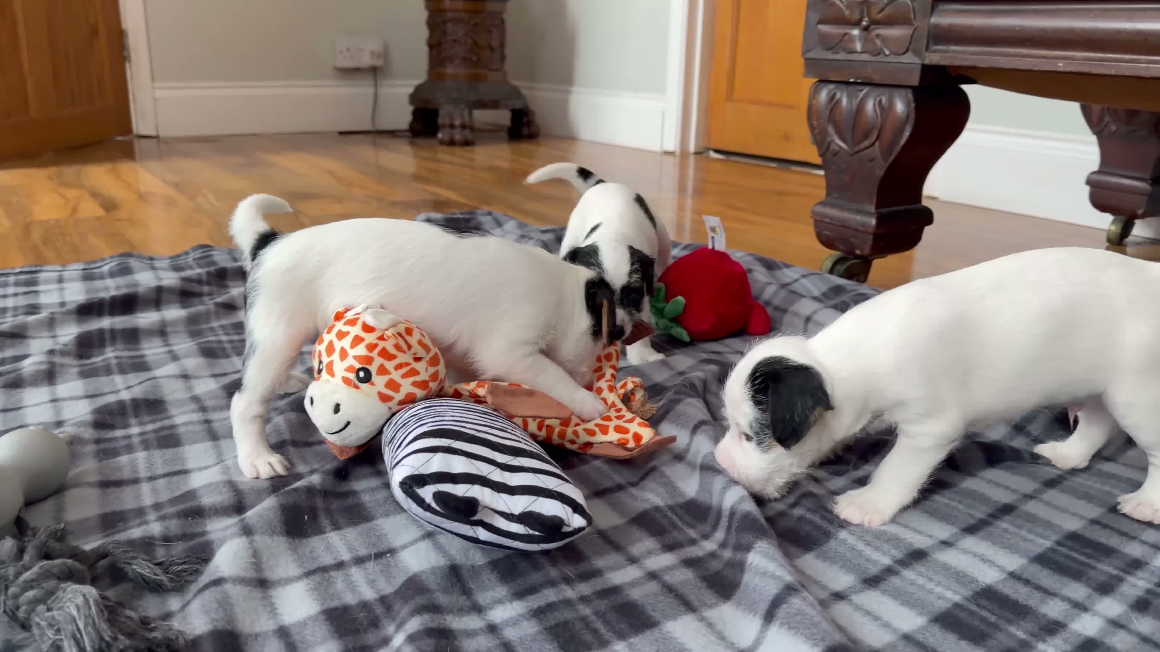 Parson Russell dogs for sale: Stunning KC Parson Russell Terrier Pups - Video 1
