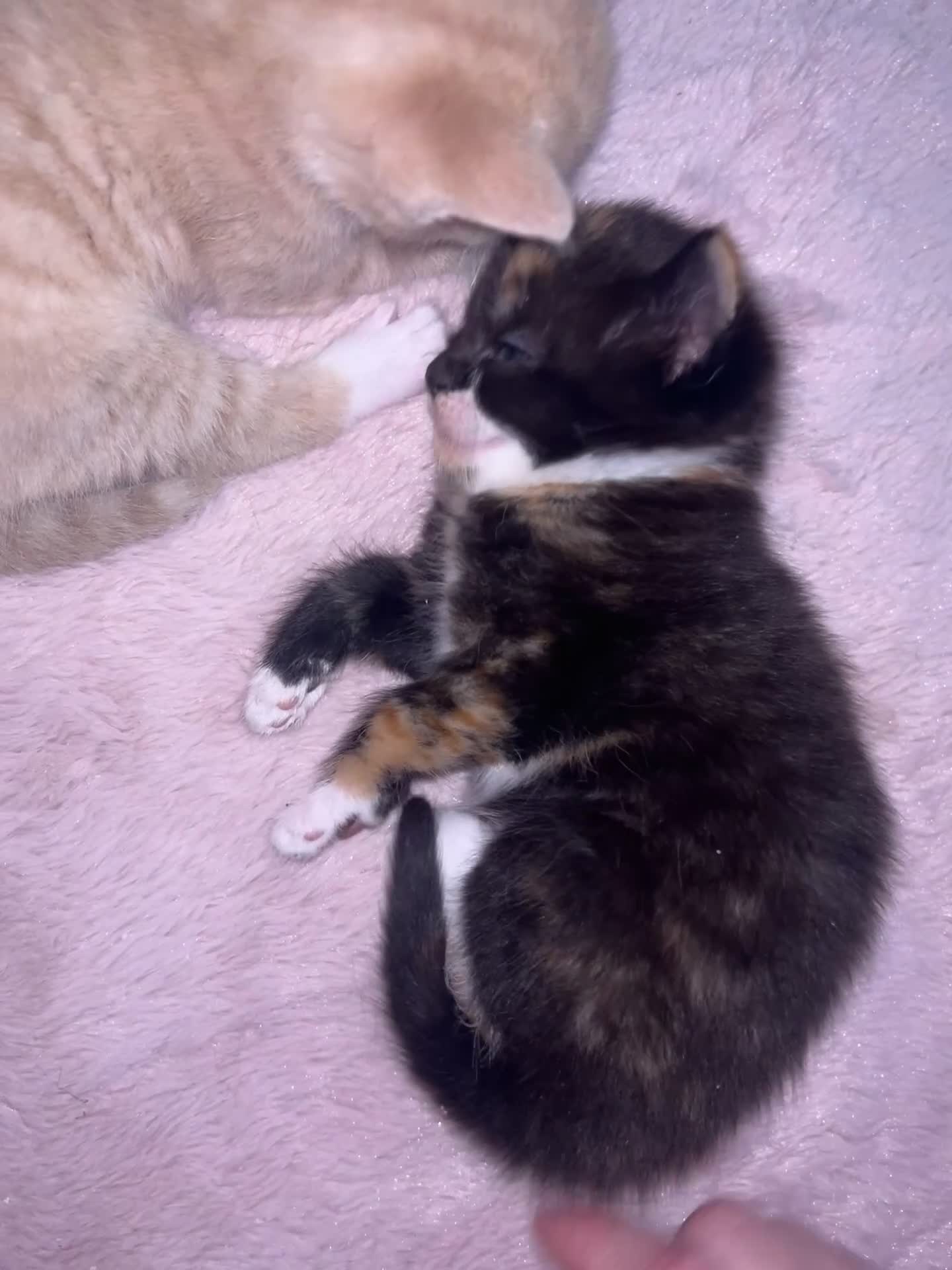 British Shorthair cats for sale: Four Adorable Kittens 🤍 - Video 3