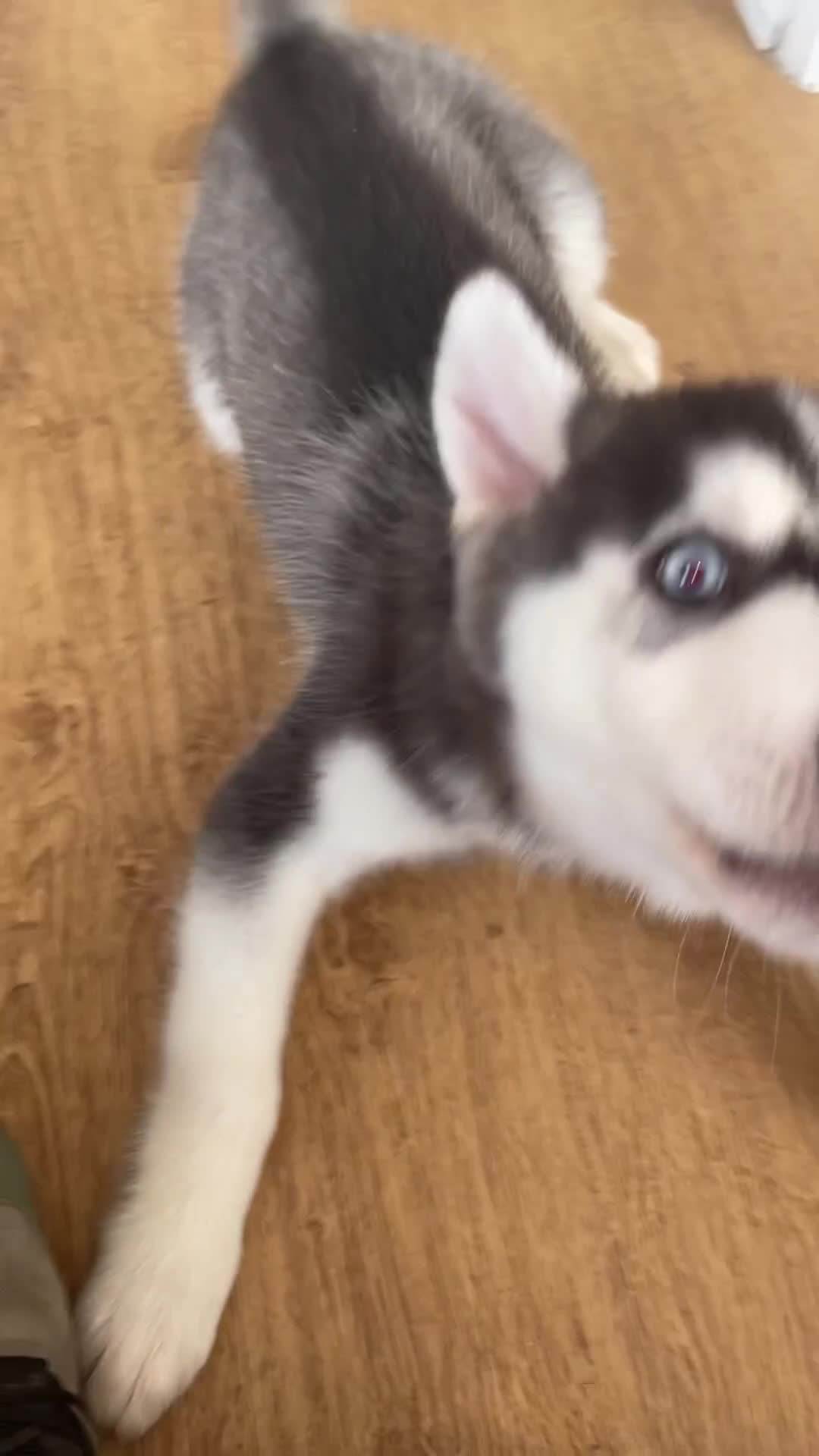 Utonagan dogs for sale: To husky up for sale one girl ,one boy  - Video 1