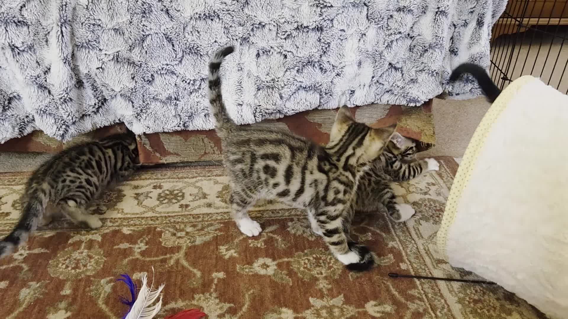 Bengal cats for sale: Adorable Bengal Cross Kittens for Sale - Video 1