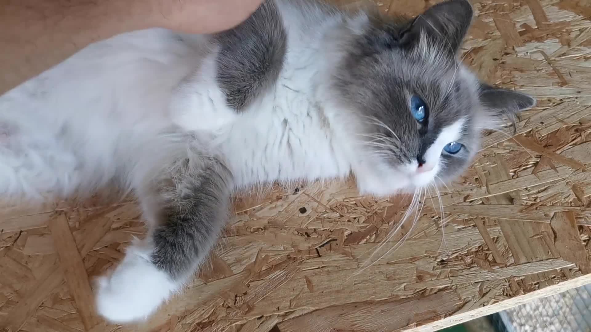 Siberian cats for sale: Stunning Neva Masquerade Siberian young adult vat - Video 1