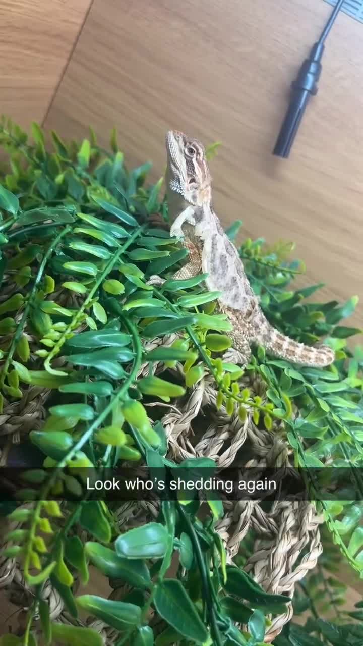Bearded Dragon reptiles for sale: Stumpy  in Crawley - Video 1