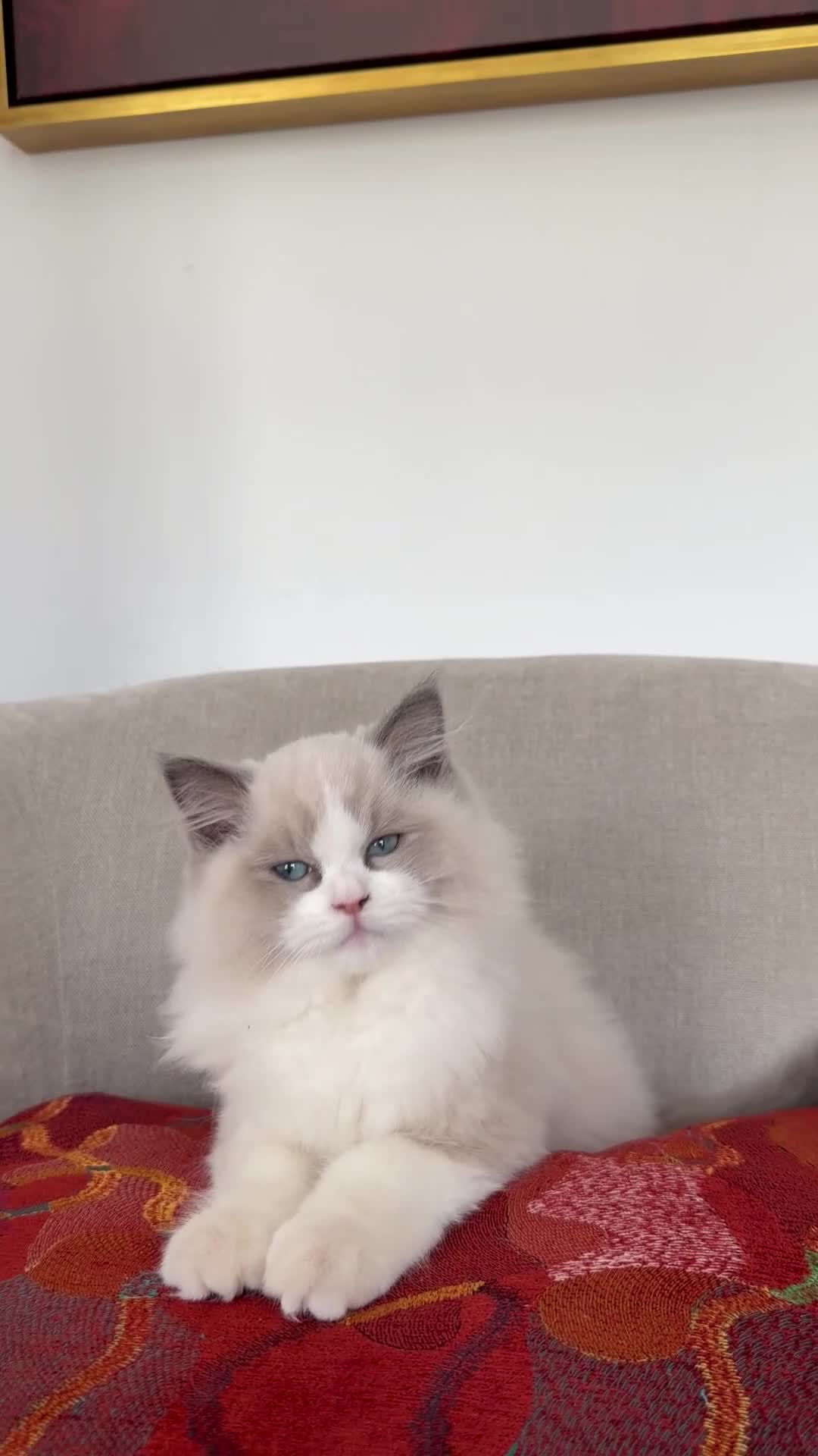 Ragdoll cats for sale: Blue Bicolour Ragdoll Male kitten - Video 1