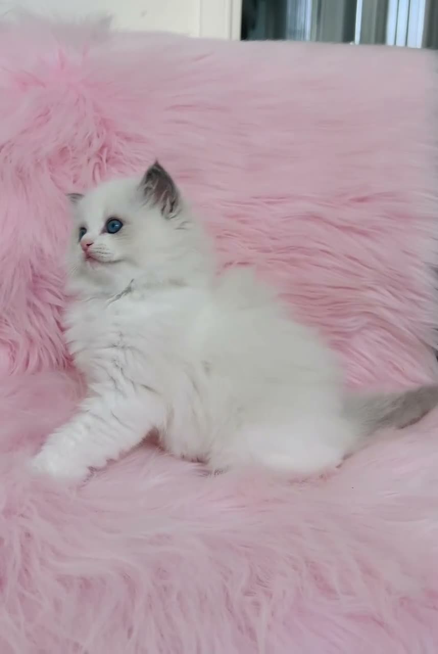 Ragdoll cats for sale: Beautiful with amazing eyes girl - Video 1