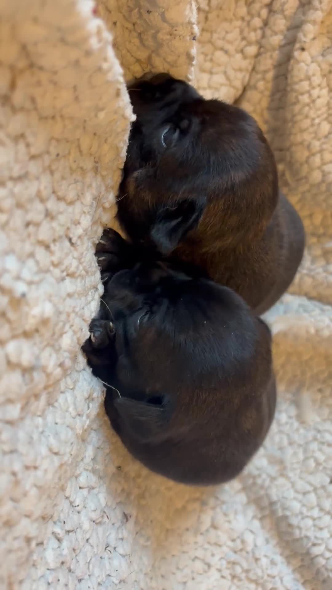 Staffordshire Bull Terrier dogs for sale: KC REGISTERED BRINDLE STAFFORDSHIRE BT PUPPIES - Video 1