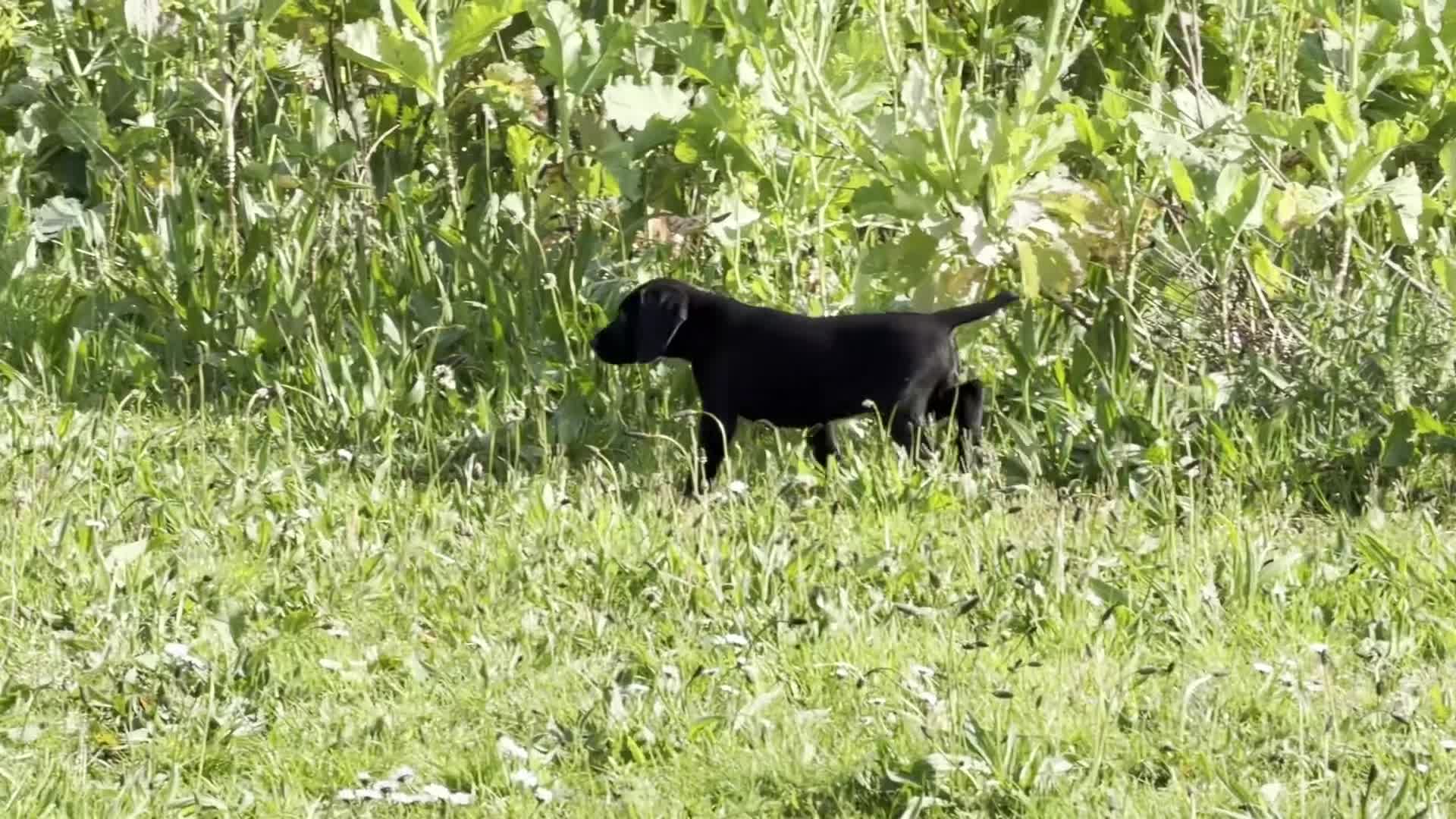 German Shorthaired Pointer dogs for sale: Bred for Temperament and working - Video 2