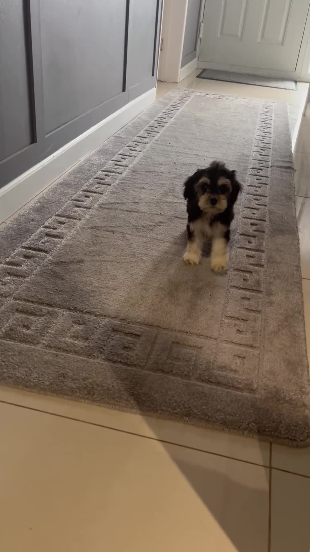 Cockapoo dogs for sale: 💗Beautiful F1 Cockapoo puppies  - Video 1