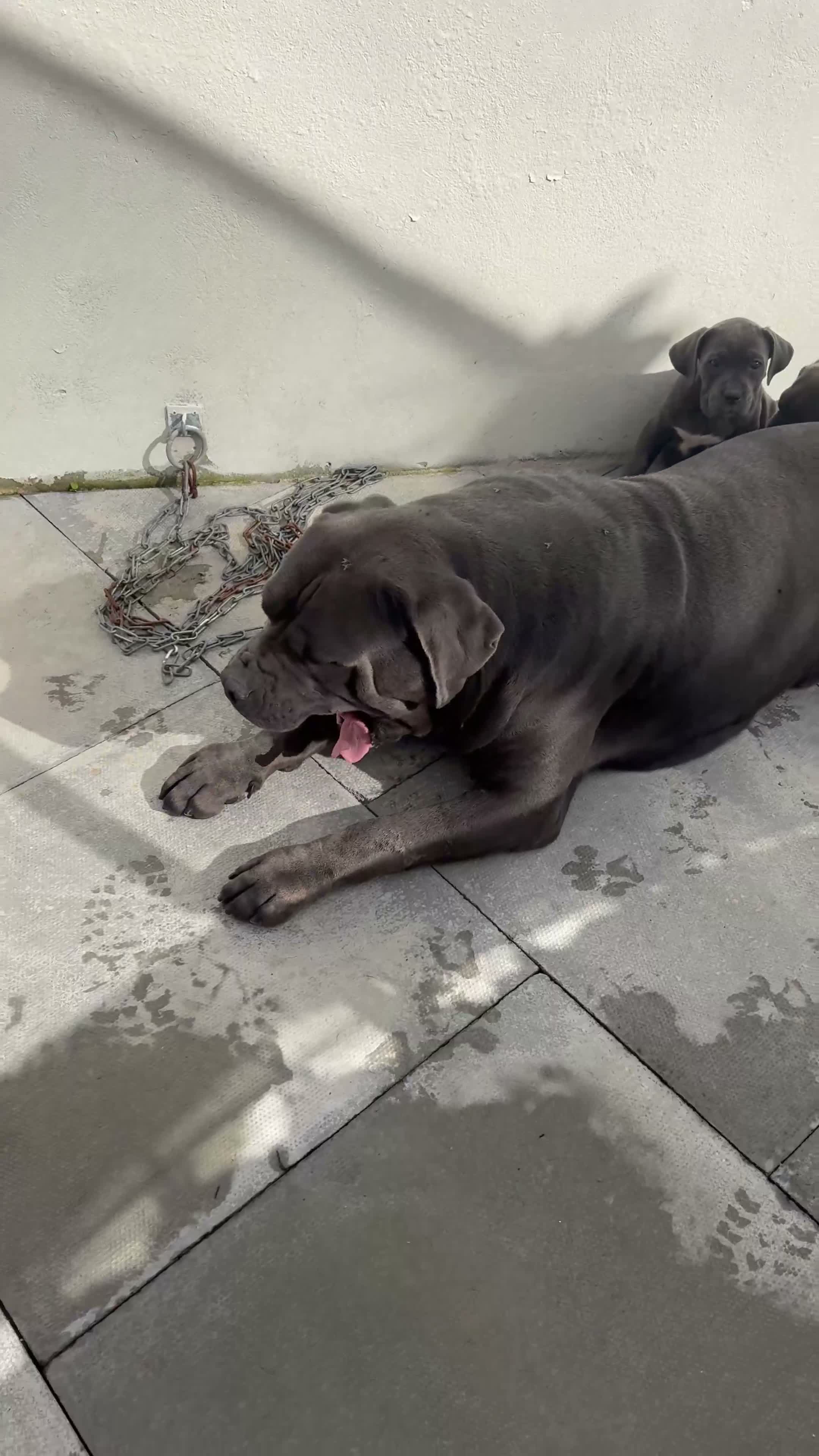Cane Corso dogs for sale:  PREMIUM CHAMPION BLOODLINE CANE CORSO PUPPIES  - Video 1