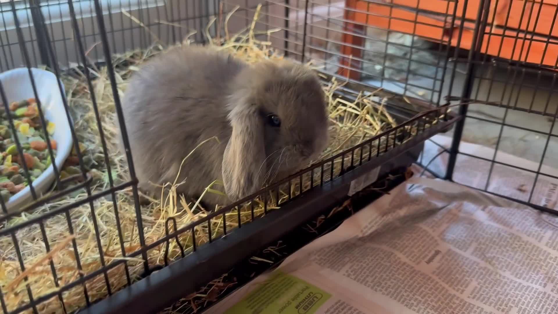 Mini Lop rabbits for sale: Mini lop girl - Video 2