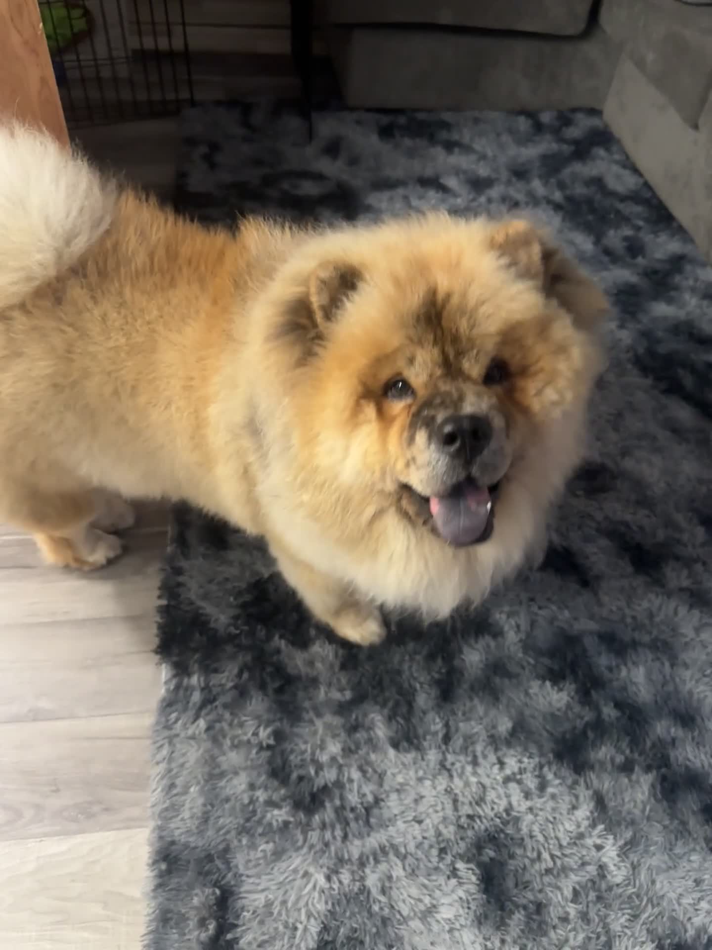 Chow Chow dogs for sale: Fluffy boy  - Video 2