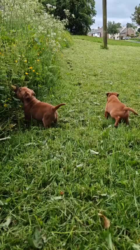 Staffordshire Bull Terrier dogs for sale: GORGEOUS RED STAFFORDSHIRE BULL TERRIER PUPPIES - Video 1