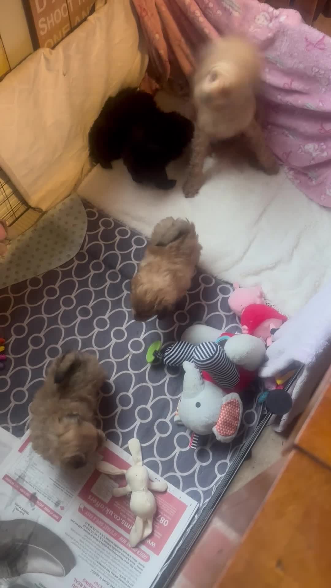 Pomapoo dogs for sale: Cupcakes little cakes 🍰  - Video 1