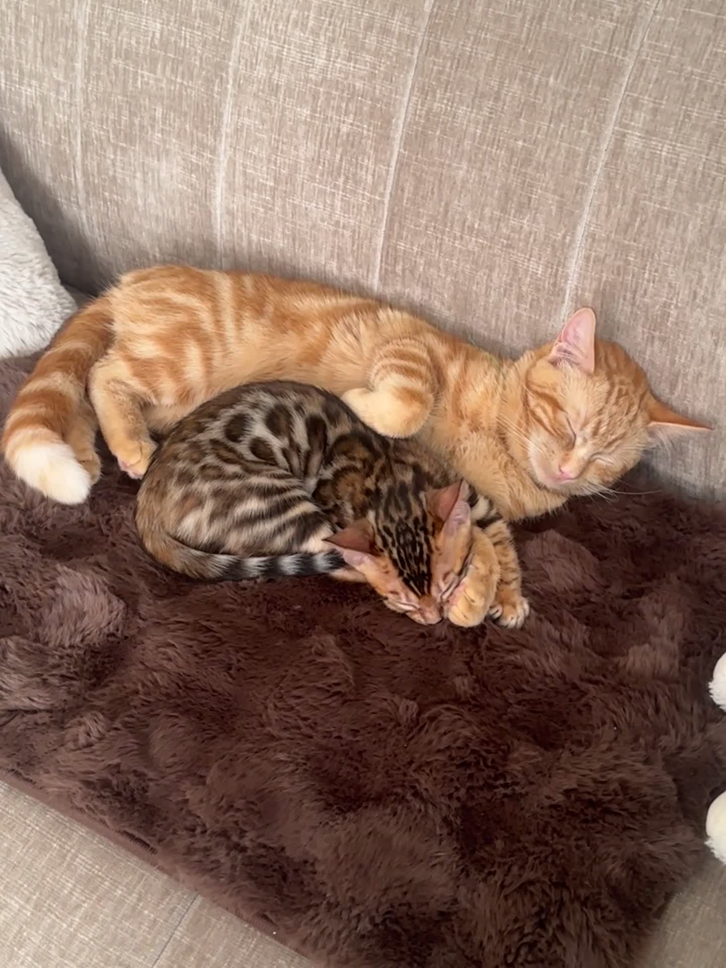 Bengal cats for sale: Beautiful BENGAL Male Kitten - Video 2