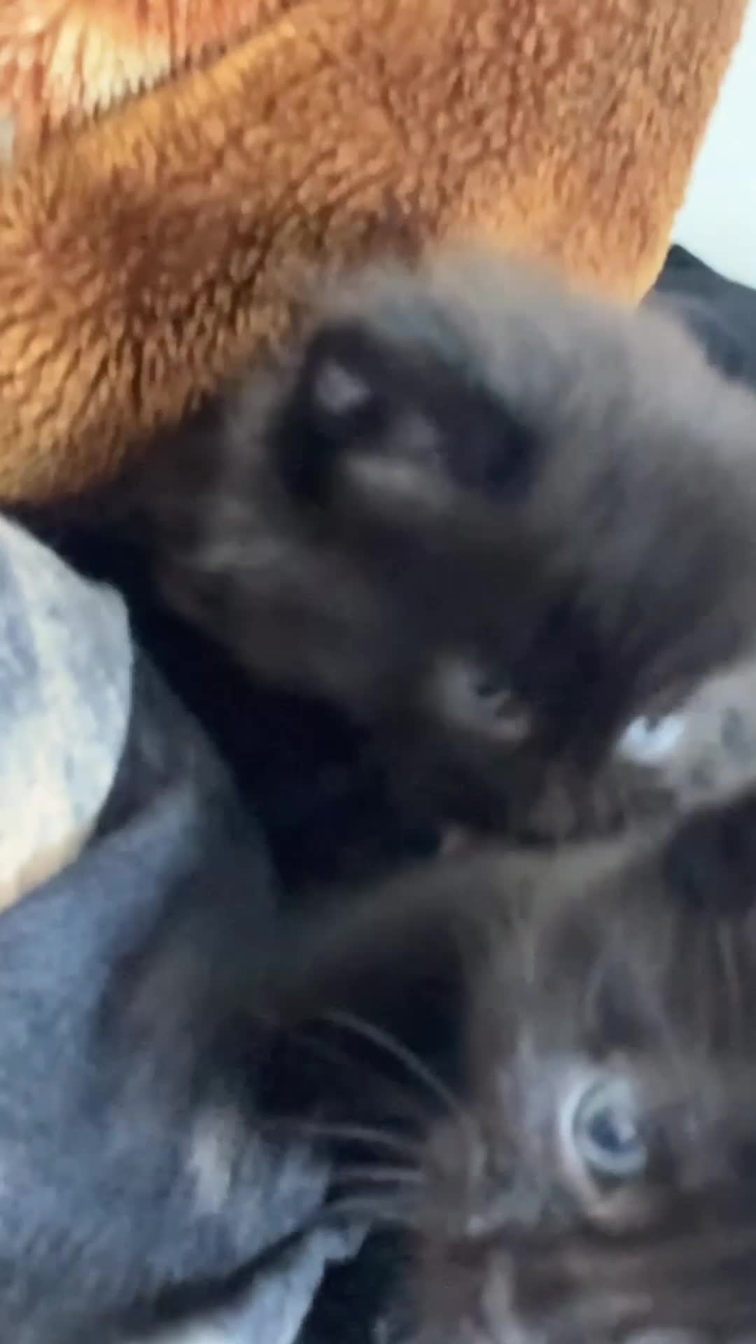 Mixed Breed cats for sale: Adorable 3 black kittens ready soon- 2boys, 1 girl in Birmingham - Video 1