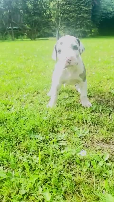 Great Dane dogs for sale: Welcome tothe world KC Registered Champ Bloodlines in Maidstone - Video 5