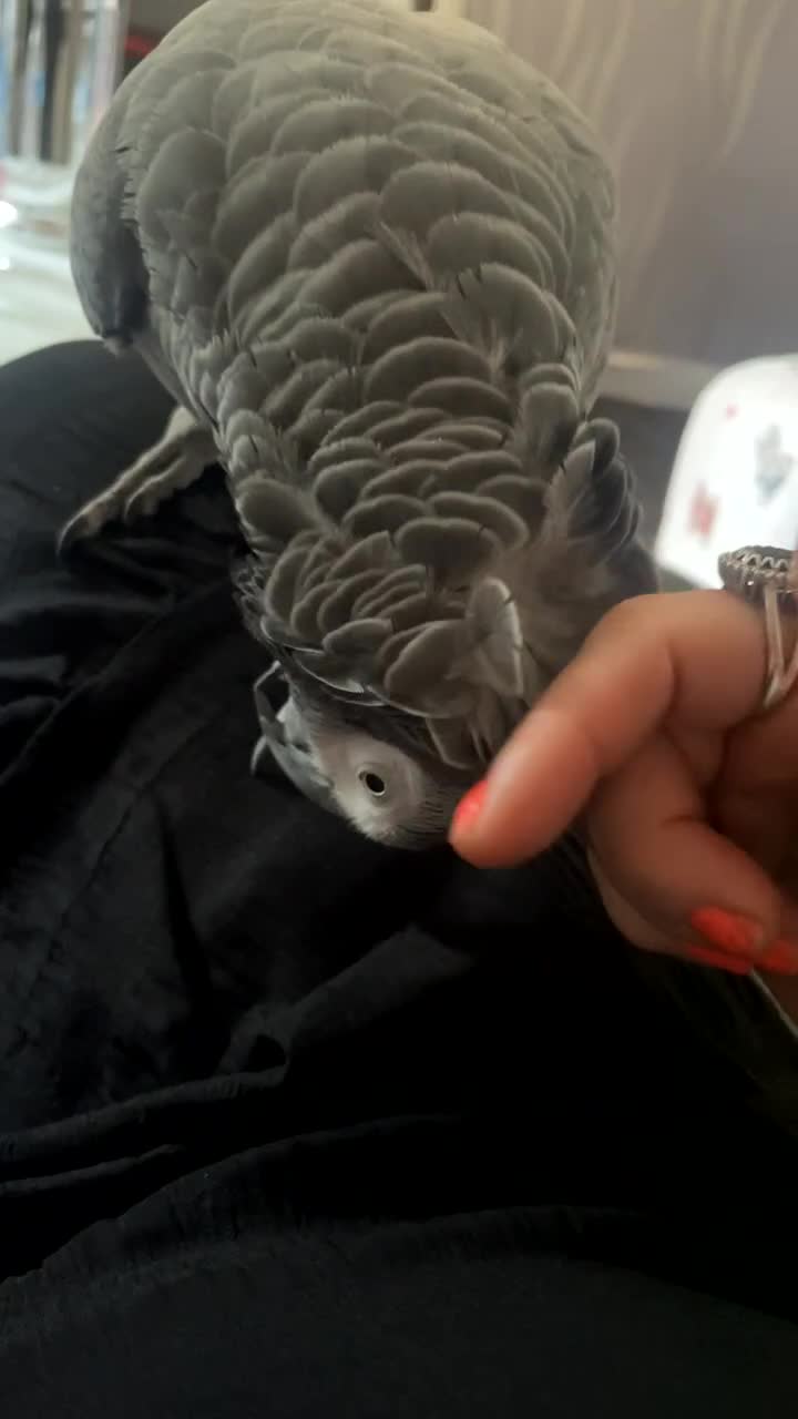Parrots birds for sale: 🩵Beautiful Jack🩵 - Video 1
