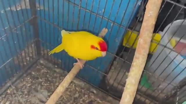 Parakeets birds for sale: Buttercup cock Kakariki - Video 1