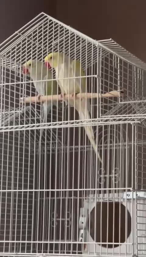 Parrots birds for sale: Indian ringneck (Parakeets) - Video 2