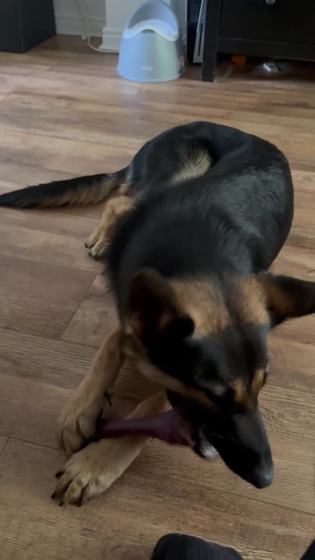 German Shepherd dogs for sale: Luna  in Newcastle upon Tyne - Video 1