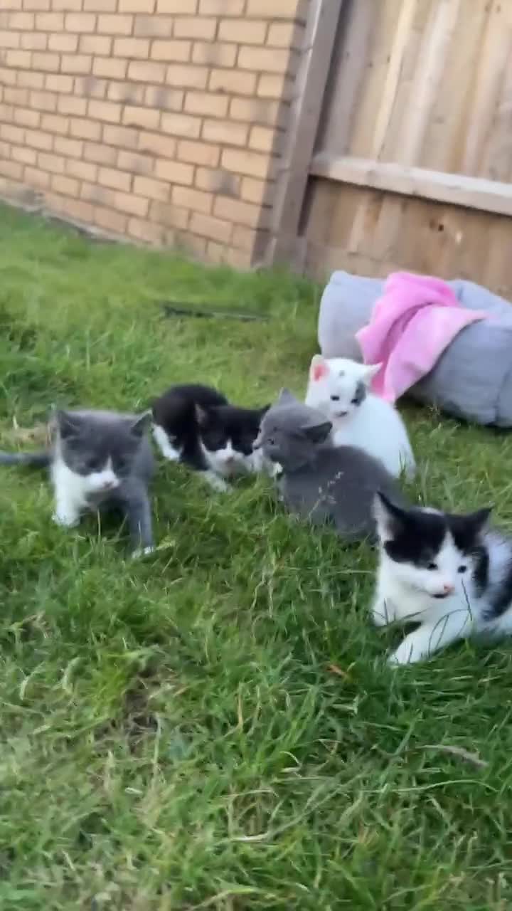 Mixed Breed cats for sale: Very cute babies  in Bedford - Video 2