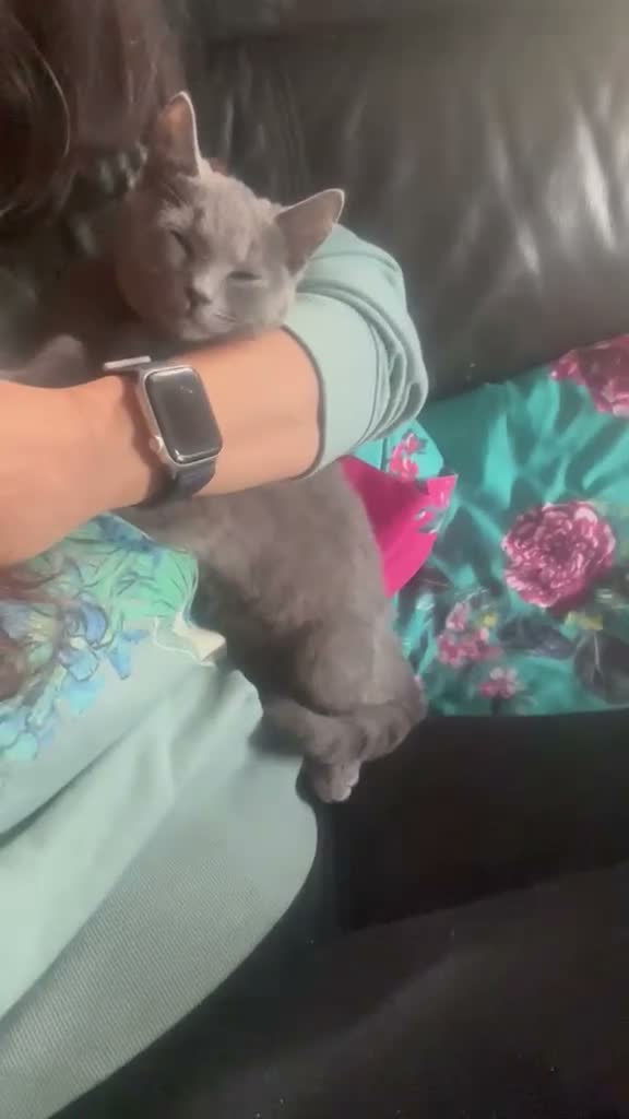Mixed Breed cats for sale: Last Absolutely stunning bsh x Russian Blue boys - Video 2